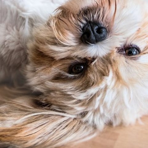 dog exercise